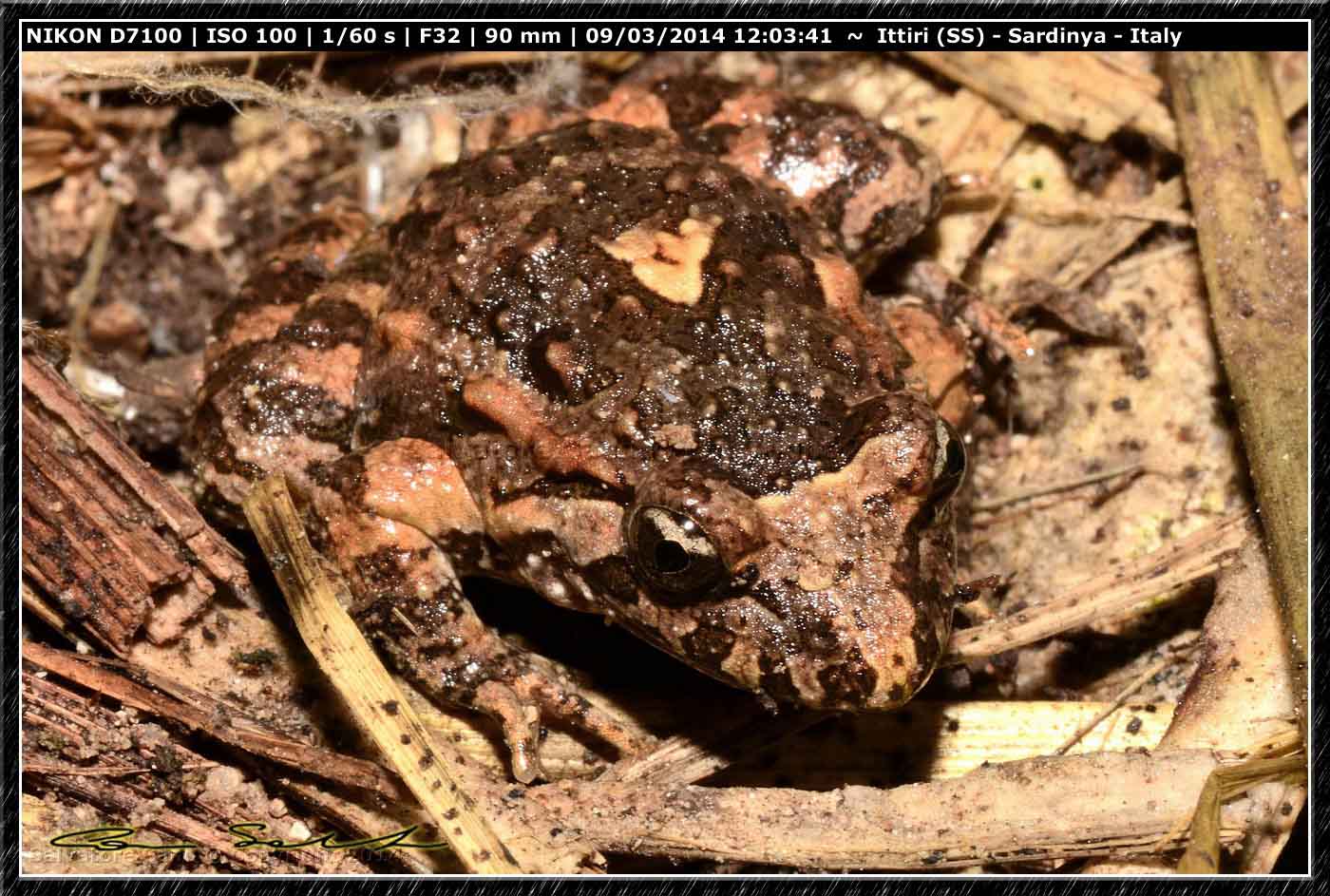 Discoglossus sardus